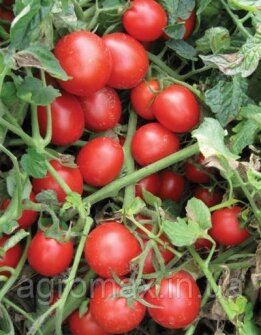 Квасоля Борлотто Borlotto насіння 25 кг протруєне Італія — Photo 23
