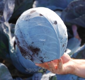 ЗКІ насіння Rajnai Torpe 500g — Photo 17
