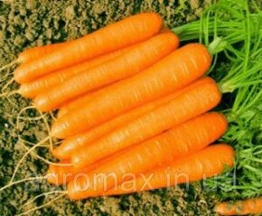 Морква Нантес 2 Nantes 2 насіння 100г Агросел — Photo 21