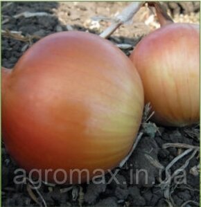Насіння томата 1015 F1 500 с. Lark Seeds — Photo 12