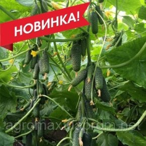 Селера Hegykoi 2g насіння ZKI — Photo 16