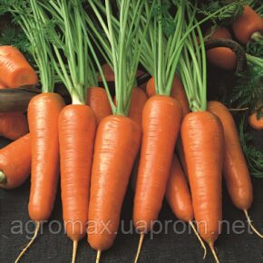 Морква — Photo 1