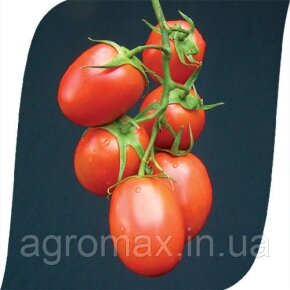 Насіння Моркви Романс F1 (1,6-1,8 мм) 100 000 насінин — Photo 24
