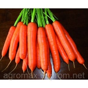Морква — Photo 2