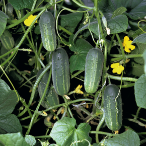 Кукурудза солодка Бордо F1 насіння 4000 шт Мнагор — Photo 16