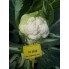 Капуста цвітна СВ 5818 F1 насіння 2500 шт Seminis — Photo 1