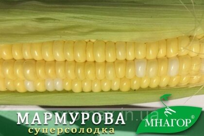 Цукрова кукурудза Мармурова F1, Sh2-тип, 100 000 насінин на 1.5 га, 70-72 днів, біколор — Photo 1