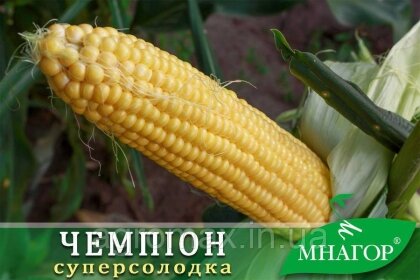 Цукрова кукурудза Чемпіон F1, Sh2-тип, 20 000 насінин на 30 соток, 76-78 днів — Photo 1