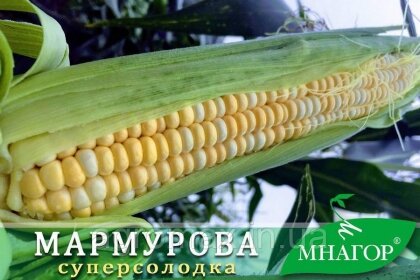 Цукрова кукурудза Мармурова F1, Sh2-тип, 100 000 насінин на 1.5 га, 70-72 днів, біколор — Photo 2
