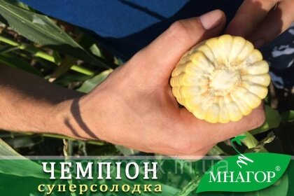 Цукрова кукурудза Чемпіон F1, Sh2-тип, 20 000 насінин на 30 соток, 76-78 днів — Photo 2