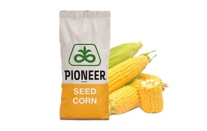 Кукурудза П9074 F1 насіння 80.000 шт Pioneer Піонеер
