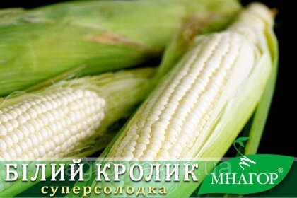 Солодка кукурудза Білий Кролик F1, Sh2-тип, молочно-біле зерно, 100 000 насінин на 1.5 га, 72-74 днів — Photo 2