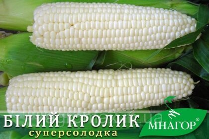 Насіння цукрової кукурудзи Білий Кролик F1, Sh2-тип, молочно-біле зерно, 1000 на 1,5 сотки — Photo 1