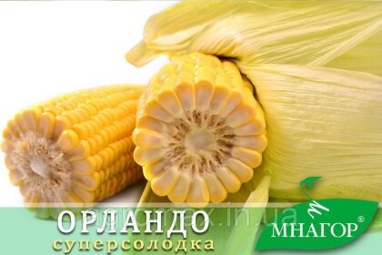 Цукрова кукурудза ОрландоF1, Sh2-тип, 1000 насінин на 1.5 сотки, 78-80 днів — Photo 2