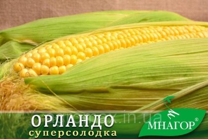 Цукрова кукурудза ОрландоF1, Sh2-тип, 1000 насінин на 1.5 сотки, 78-80 днів — Photo 1