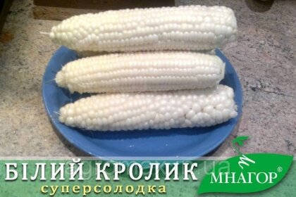 Солодка кукурудза Білий Кролик F1, Sh2-тип, молочно-біле зерно, 200 насінин на 30 м², 72-74 днів — Photo 3