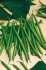Квасоля Пауліста насіння 5000 шт Seminis — Photo 2