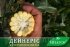 Кукурудза солодка Дейнеріс F1 Deyneris F1 насіння 1000 шт Мнагор — Photo 9