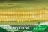Цукрова кукурудза Мармурова F1, Sh2-тип, 100 000 насінин на 1.5 га, 70-72 днів, біколор — Photo 9