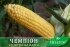 Цукрова кукурудза Чемпіон F1, Sh2-тип, 200 насінин на 30 м2, 76-78 днів — Photo 11