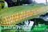 Цукрова кукурудза Мармурова F1, Sh2-тип, 100 000 насінин на 1.5 га, 70-72 днів, біколор — Photo 10