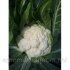Капуста цвітна СВ 5818 F1 насіння 2500 шт Seminis — Photo 2