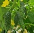 Огірок Прут F1 Prut F1 насіння 100 шт Hektar — Photo 5