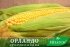 Цукрова кукурудза ОрландоF1, Sh2-тип, 1000 насінин на 1.5 сотки, 78-80 днів — Photo 9