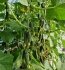 Огірок Прут F1 Prut F1 насіння 100 шт Hektar — Photo 7