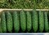 Огірок Прут F1 Prut F1 насіння 100 шт Hektar — Photo 4