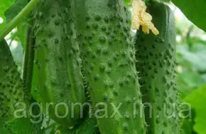 Каталог — Photo 30