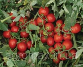Насіння томату Платон F1 10 000 н. — Photo 17