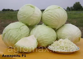 Каталог — Photo 19