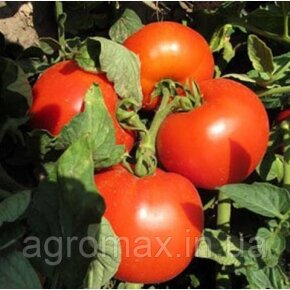 Кавун Крімсон Світ Crimson Sweet насіння 1г Clause Клоз — Photo 15