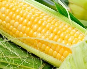 Цукрова кукурудза Джульєтта (Венеція) F1, Sh2-тип, Sh2-тип, 100 000 насінин на 1.5 га, середньостиглий (80-82 днів) — Photo 28
