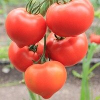 Насіння томату Геракл F1 10 000 н. — Photo 20
