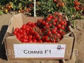 Насіння томату CXD 265 F1 5000 н. — Photo 24