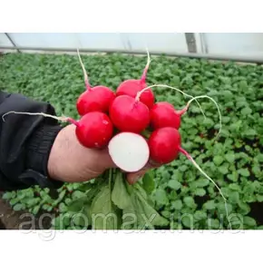 Буряк Детройт Дарк Ред 0,4 кг Lark Seeds — Photo 19