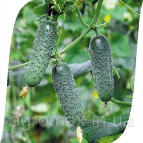 ЗКІ насіння Bokorbab Rege 75g — Photo 24