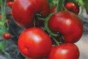 Насіння томату 9661 F1 5000 с. Lark Seeds — Photo 12