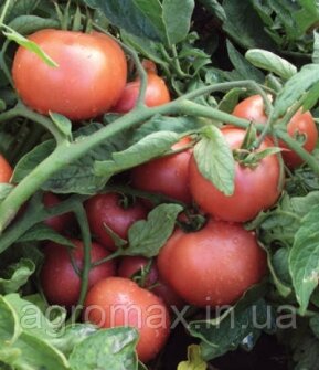 Кавун Крімсон Світ Crimson Sweet насіння 1г Clause Клоз — Photo 23