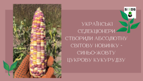 Цукрова кукурудза ОрландоF1, Sh2-тип, 200 насінин на 30 м2, 78-80 днів — Photo 36