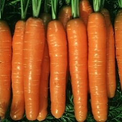 Морква — Photo 10