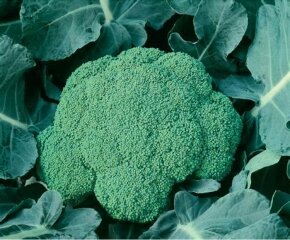 Капусти броколі — Photo 2