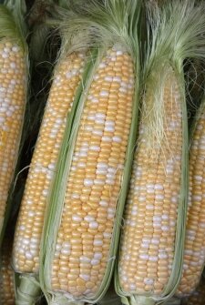 Цукрова кукурудза Мармурова F1, Sh2-тип, 200 насінин на 30 м2, 70-72 днів, біколор — Photo 26