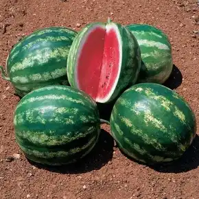 Кавуни — Photo 3