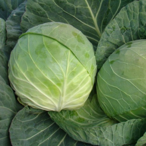 СУПЕР добриво Сотка для капусти, салатів, зелені 20г Сімейний Сад — Photo 16