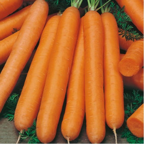 Морква СКАРЛА 0,5 кг. Clause — Photo 16