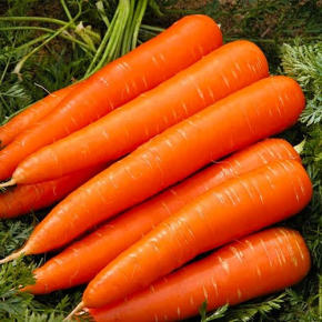 Насіння Моркви Колтан F1 (1,6-1,8 мм) 100 000 насінин — Photo 12