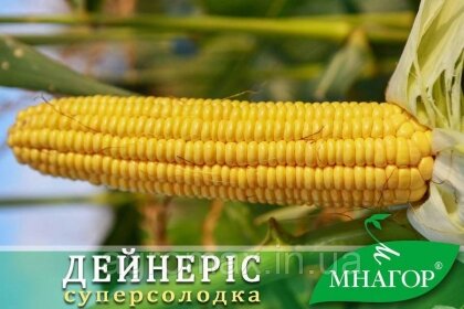 Цукрова кукурудза Дейнеріс (Барселона) F1, Sh2-тип, 20 000 насінин на 30 соток, 65-68 днів, ультраранній — Photo 3